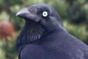 Forest Raven (Corvus tasmanicus)